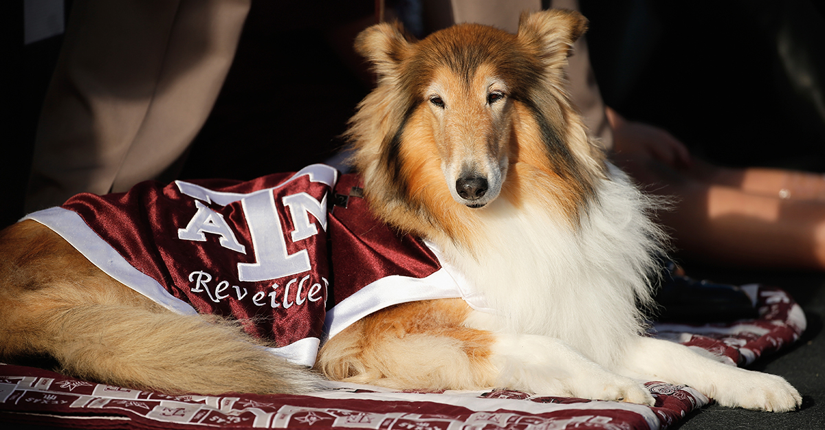 Texas A M Mascot To Retire At The End Of The Year FanBuzz   Aggie Mascot 