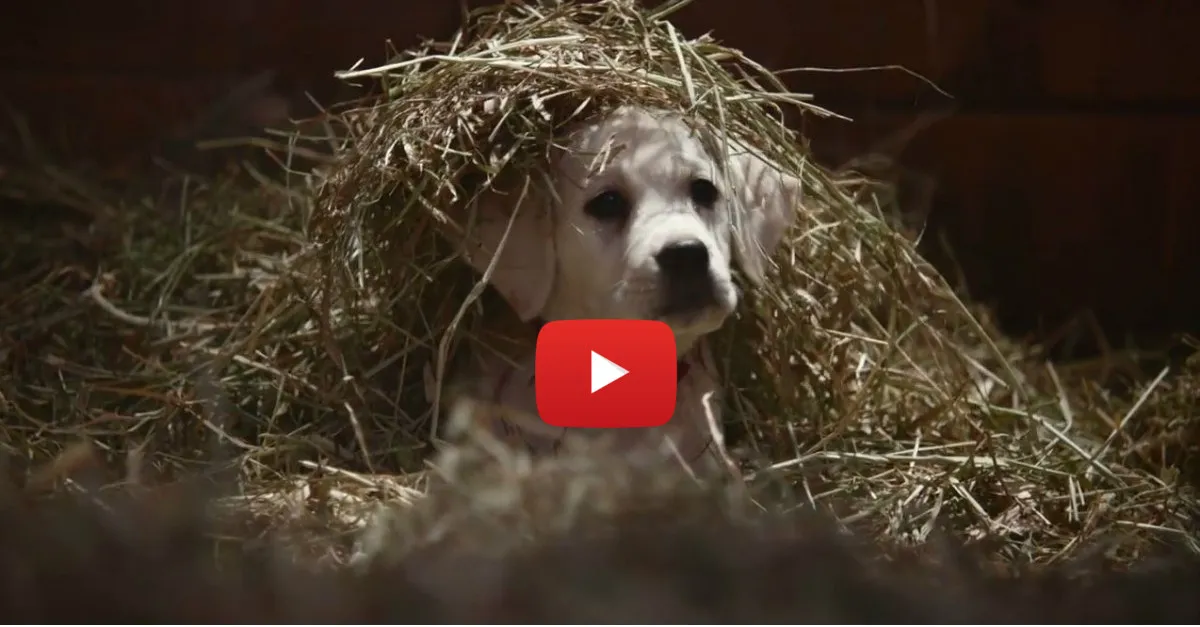 Budweiser releases very emotional Super Bowl commercial featuring