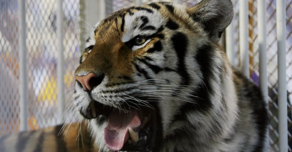 Watch LSU’s live tiger mascot Mike VI make his way around Tiger stadium