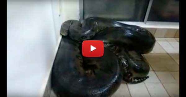 This guy found a giant anaconda in his house and decided to screw with it. That was a mistake.
