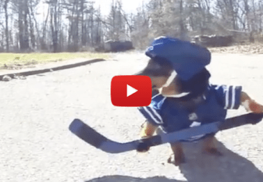 Dogs playing hockey is the perfect pick-me-up for any struggling fan