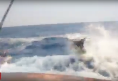A really pissed off marlin charges a boat and gets real close to killing a fisherman. Scary.