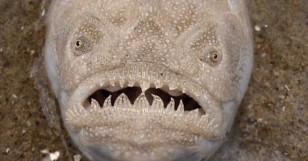 Virginia Beach visitors are warned after one creepy predator appeared in the sand