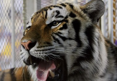 Photos: See Mike VI at his happiest before he passed away Tuesday