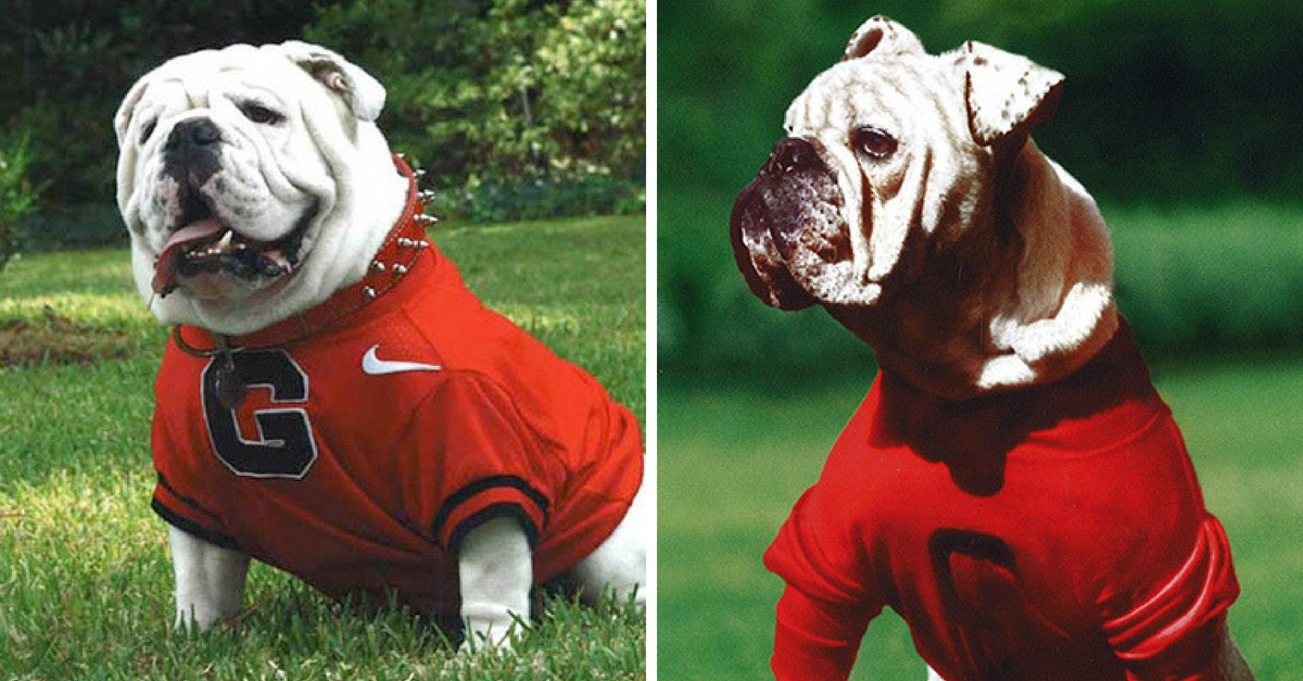 Uga Mascot Ranking 64 Years of Bulldogs at University of Fanbuzz