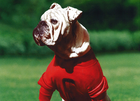 Uga I was the very first in an iconic line of mascots.