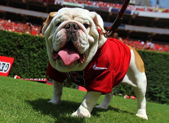 Uga IX served two different terms as Georgia's mascot.