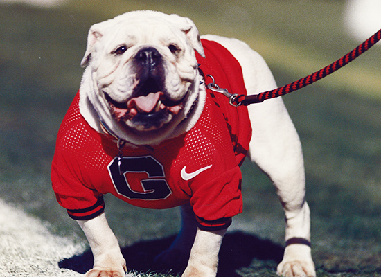 uga dog toy