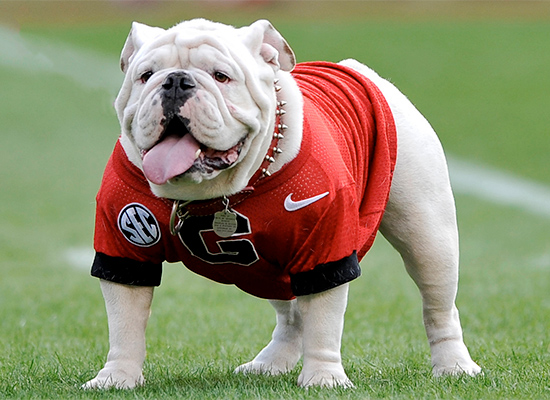 uga stuffed dog