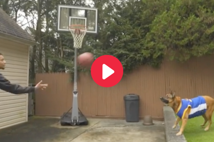 WATCH: All Dogs Are Good Boys, But Not All Good Boys Can Play Basketball
