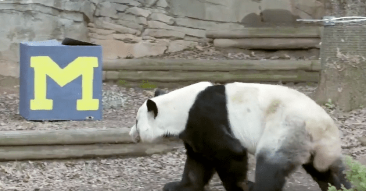 This Giant Panda is Back Again to Predict the Peach Bowl Winner