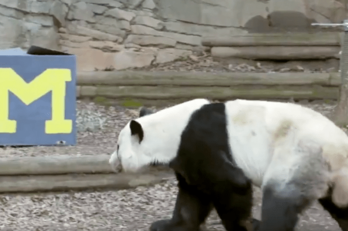 This Giant Panda is Back Again to Predict the Peach Bowl Winner