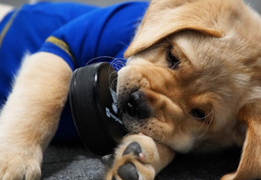 WATCH: The World's Cutest Puppy is a Better Hockey Player Than You