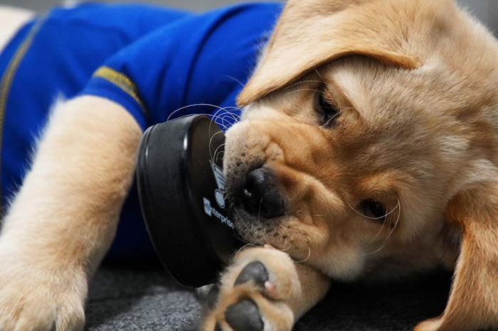 WATCH: The World’s Cutest Puppy is a Better Hockey Player Than You