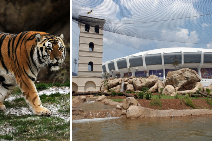 LSU’s Mike the Tiger Habitat is a Must-See Attraction in Baton Rouge