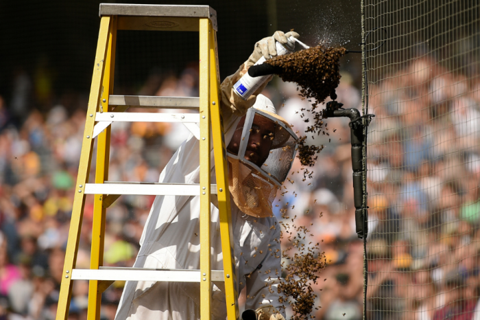 The San Diego Padres Killed a Bunch of Bees, And People are Pissed