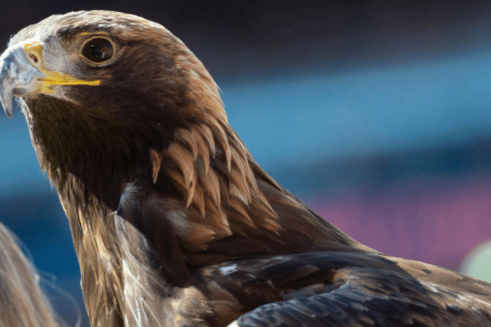 Aurea, Auburn’s New War Eagle, Ready to Take Flight Next Season