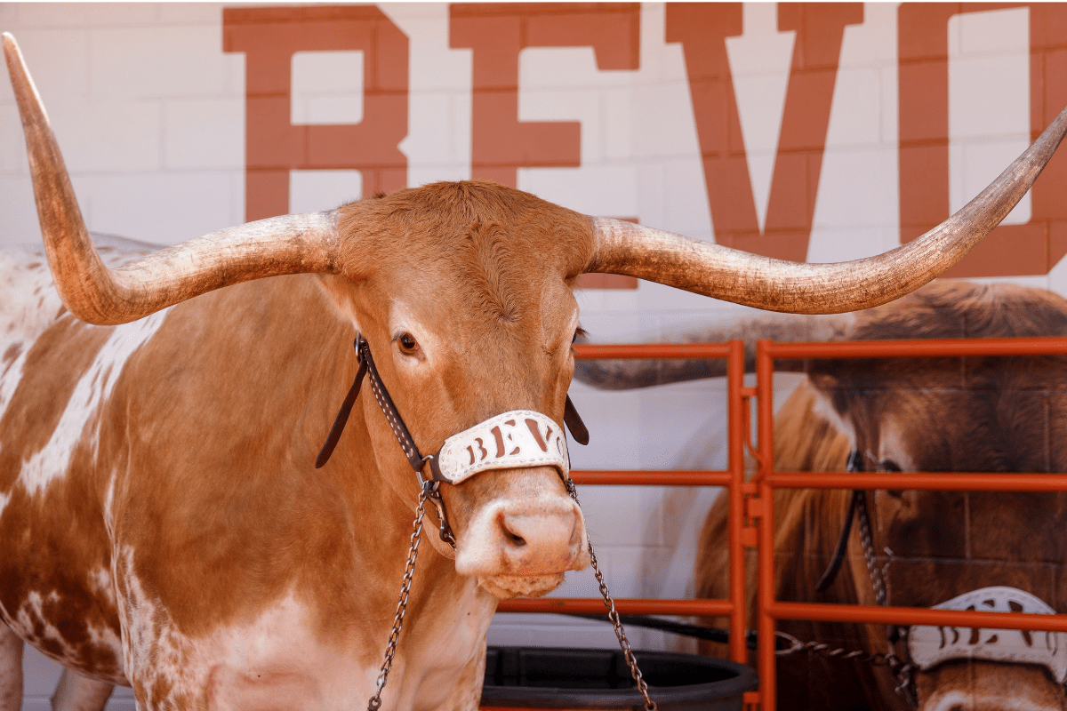 How “Bevo” the Texas Longhorns Mascot Got His Nickname