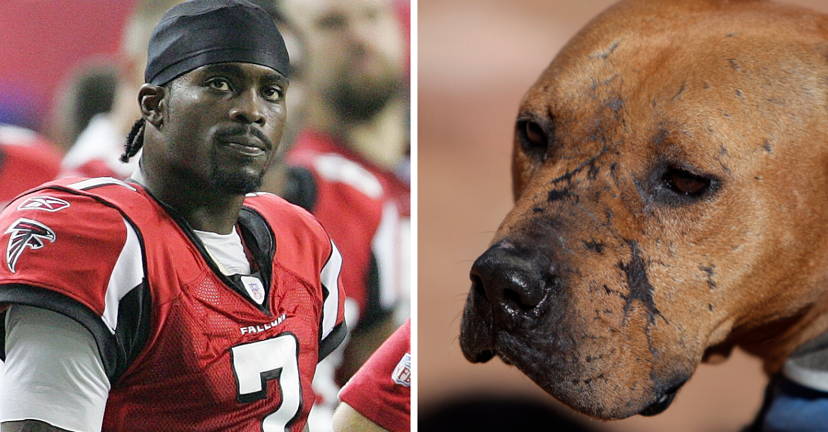 Over 1 Million People Demand Michael Vick's Removal from 2020 Pro Bowl -  FanBuzz