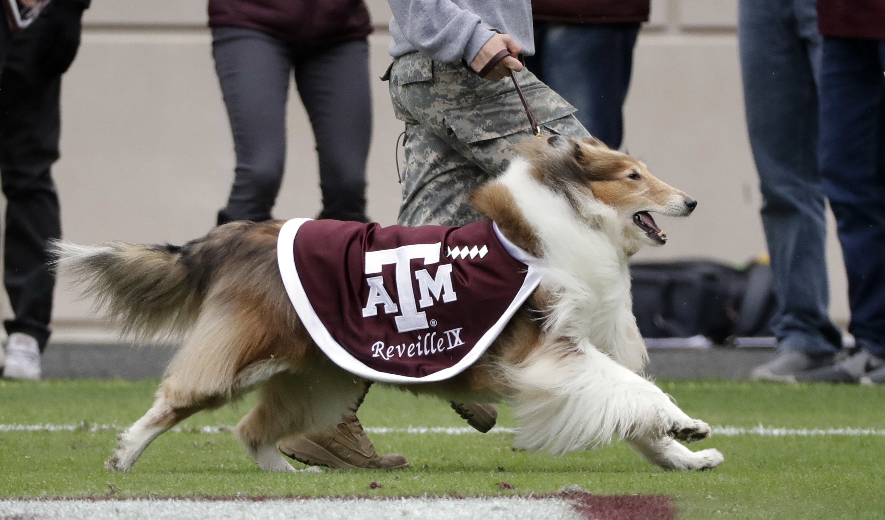 Texas A&M's Mascot Kidnapping Was a Rivalry Prank Gone Wrong - FanBuzz