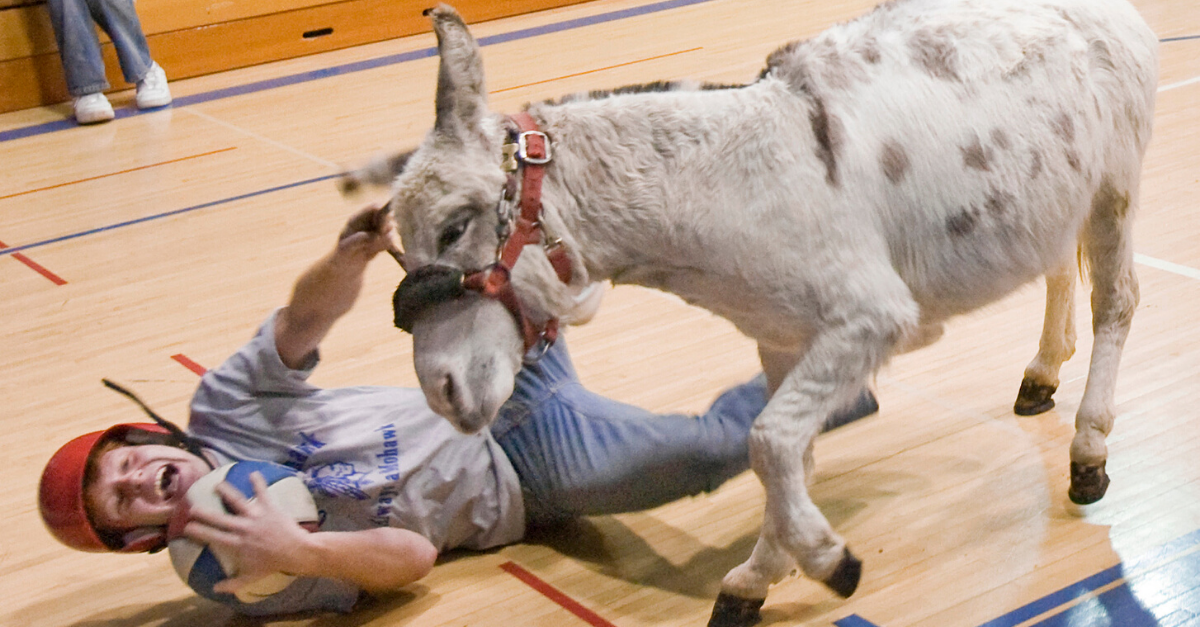 Donkey Basketball: The Cruel Reality of a Historic Fundraiser.