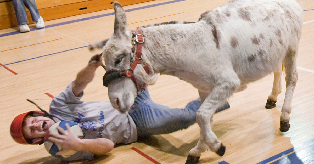 Donkey Basketball The Cruel Reality of a Historic Fundraiser FanBuzz