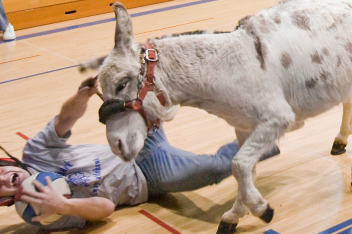 Donkey Basketball: The Cruel Reality of a Historic Fundraiser