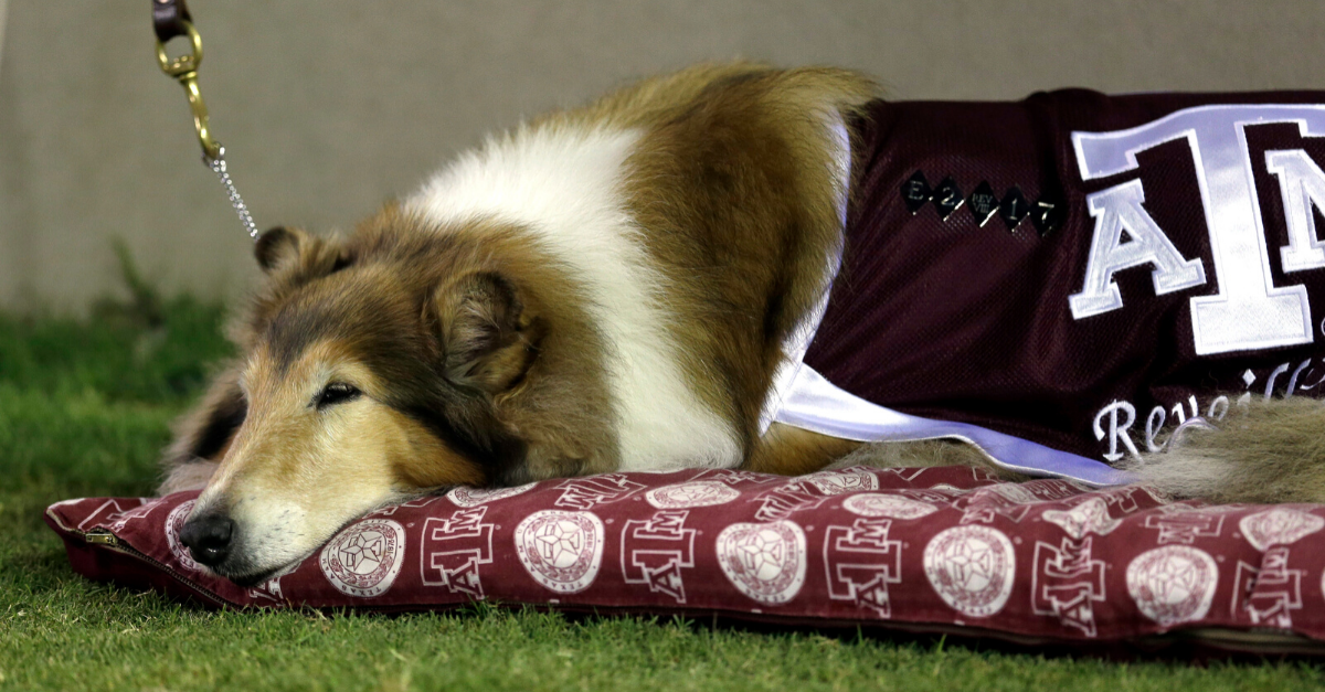 How Reveille Became The First Lady Of Aggieland Fanbuzz