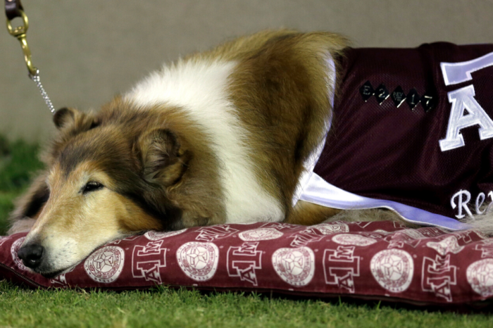 How Reveille Became the “First Lady of Aggieland”