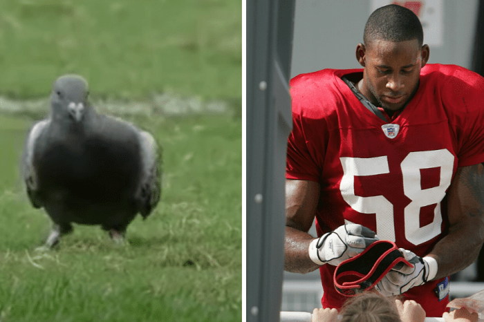 NFL’s Famous Kickoff Pigeon Honored a Missing Player