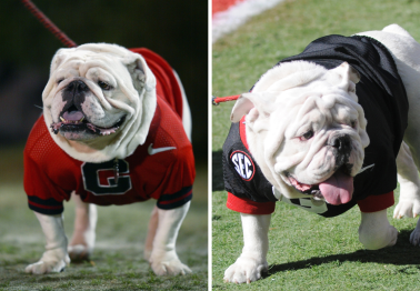 Georgia's 10 Greatest 'Uga' Mascots of All Time are Damn Good Dogs