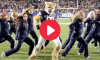 BYU Cosmo the Cougar