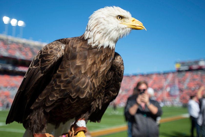 Bald eagle Spirit of the Auburn Tigers prior to their match against the Mississippi State Bulldogs at Jordan-Hare Stadium