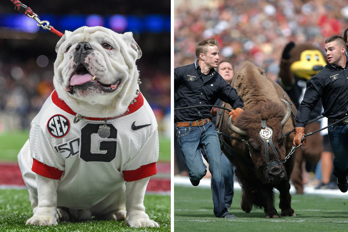 The 15 Best Live Mascots In College Football Ranked Fanbuzz 9791