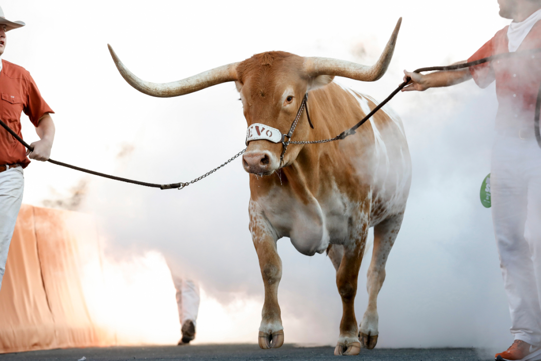 Texas Longhorns mascot BEVO XV enters the stadium before the game against the LSU Tigers at Darrell K Royal-Texas Memorial Stadium