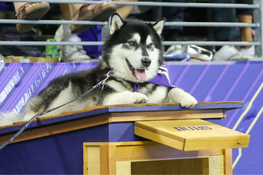 Dubs watching a college football game from his doghouse at Husky Stadium.