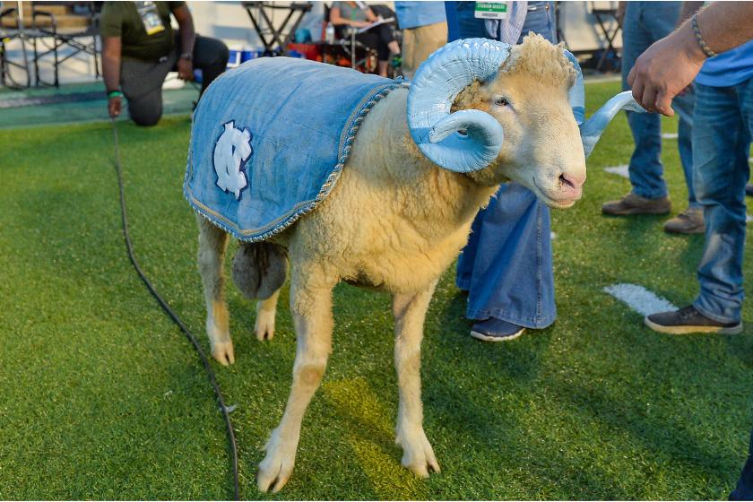 Rameses roams the sideline at a North Carolina football game.