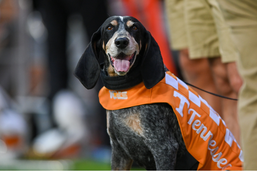 Smokey the dog roaming the sidelines at a Tennessee game against Akron.