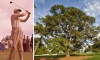The Eisenhower Tree tormented Dwight D. Eisenhower during his time as an Augusta member.