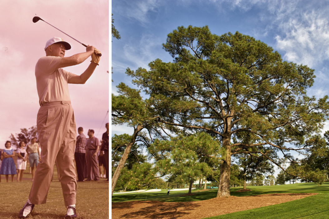 The Eisenhower Tree tormented Dwight D. Eisenhower during his time as an Augusta member.