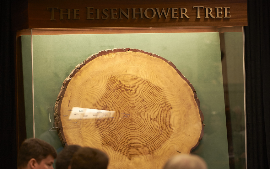 A cross section of the Eisenhower Tree at Augusta National Golf Club.