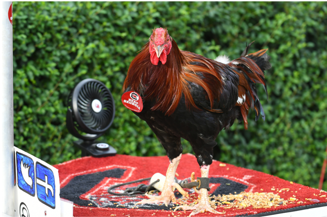 The rooster formerly known as Sir Big Spur at a USC game against Georgia.