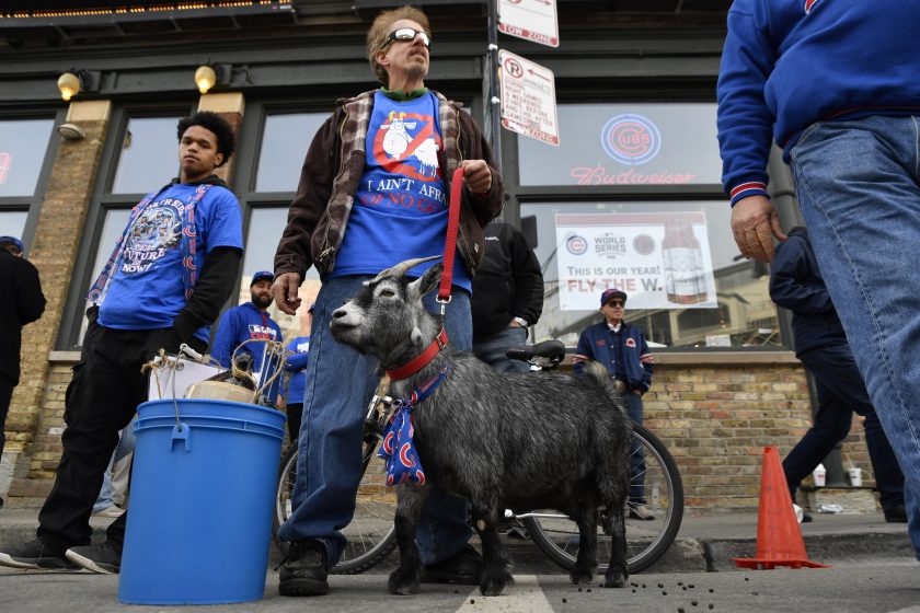 A Cubs fan with a billy goat in 2016.
