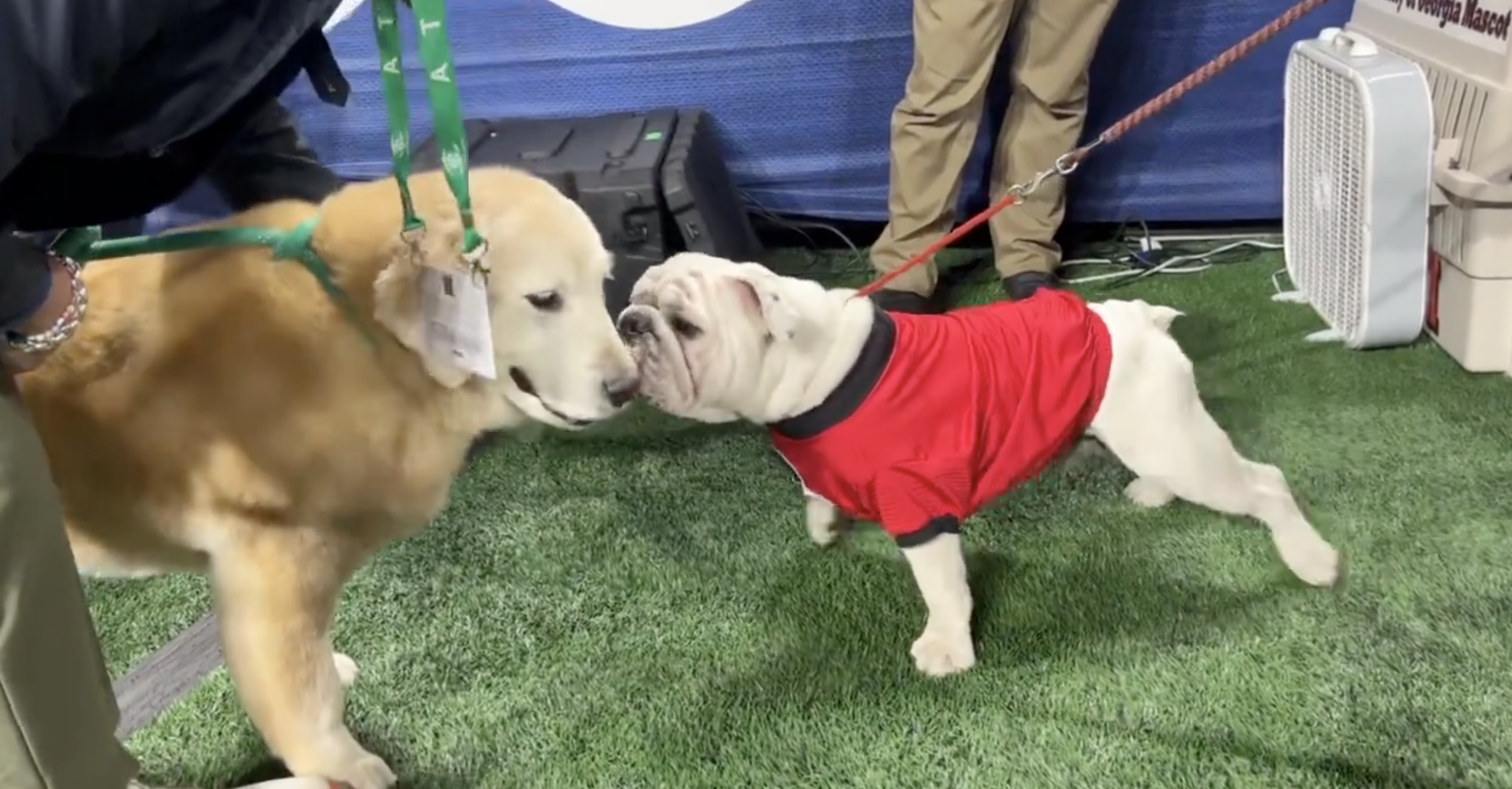 Kirk Herbstreit's Dog Meets Uga During SEC Championship