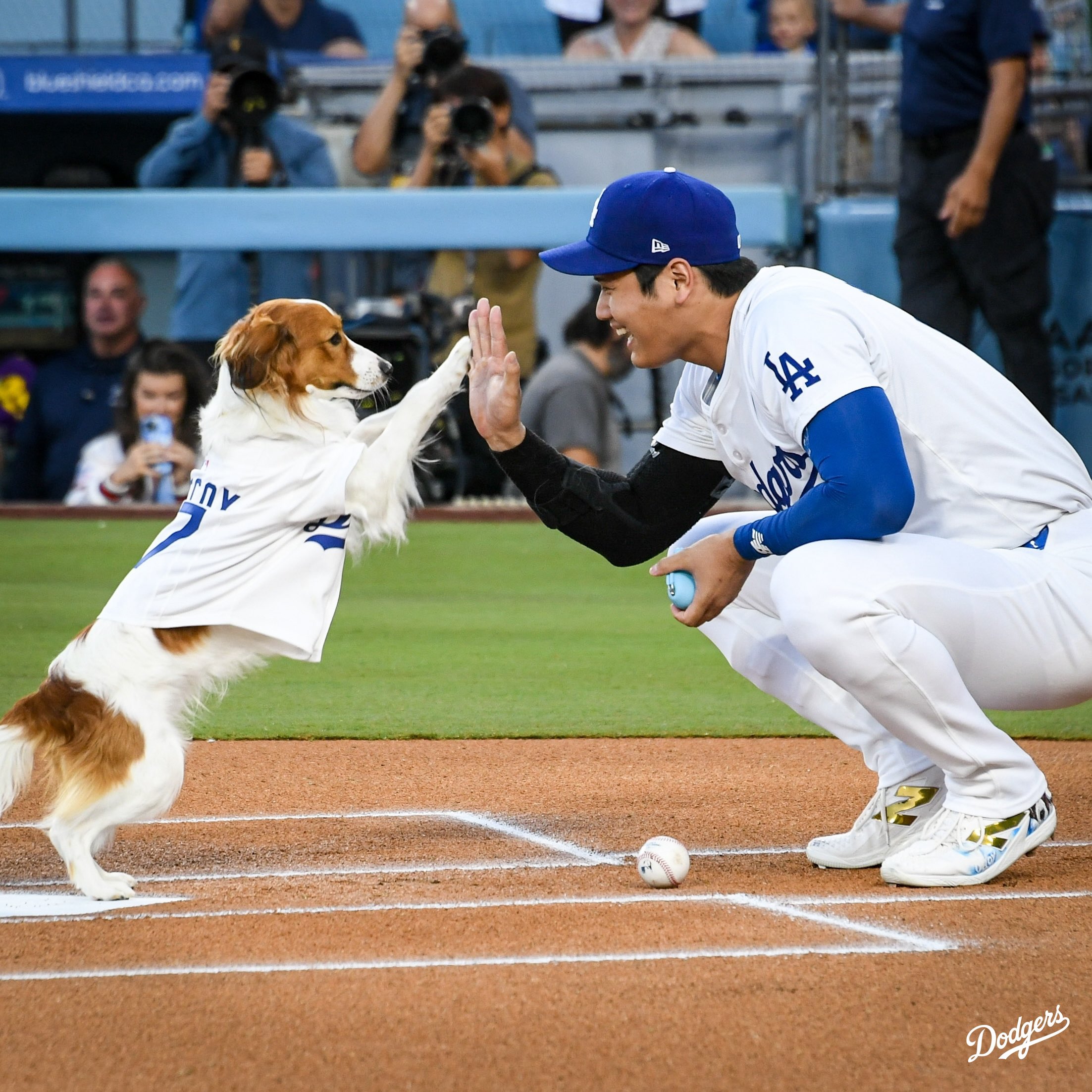 Shohei Ohtani's Dog 'Decoy' Throws Out Impressive First Pitch On